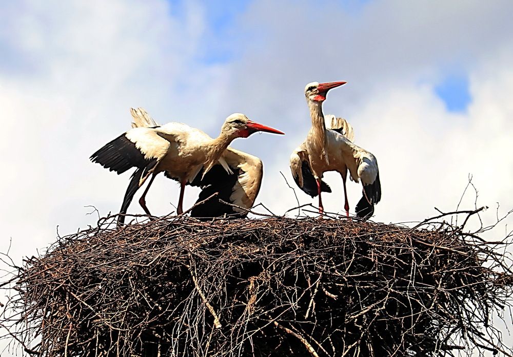 Фотография автора Александр Лазебник