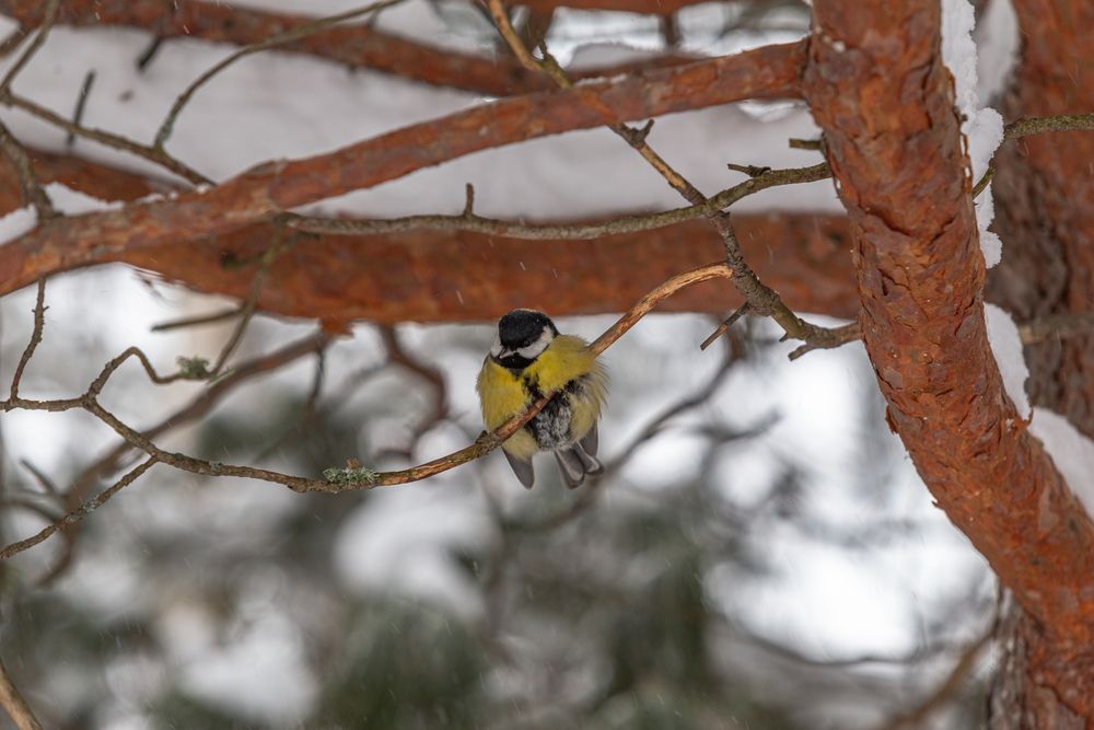 Photograph by Виталий Са