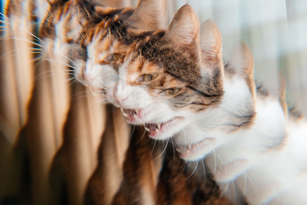 Photograph by Марина Верятинская