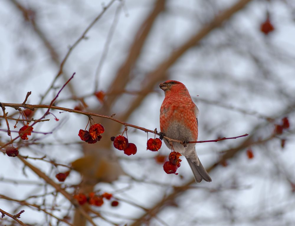 Photograph by Юрий Кухаришин