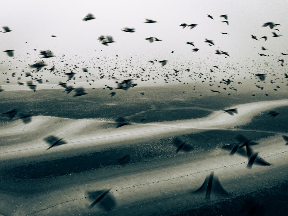 Wings above the silence