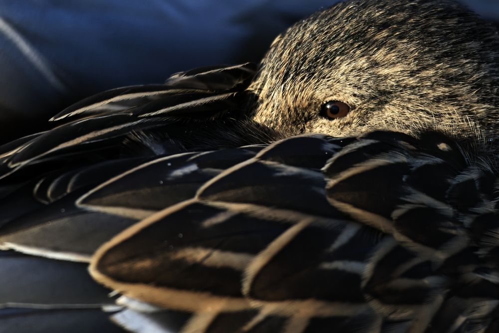 Фотография автора Ivanova Inga