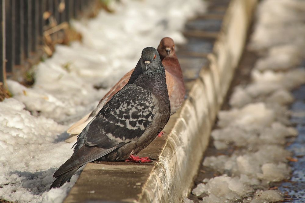 Фотография автора Татьяна Бравая