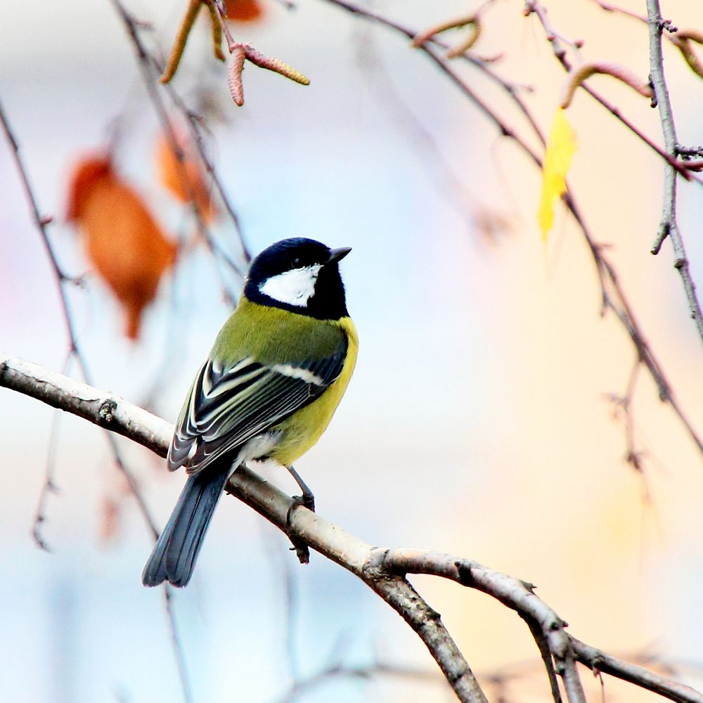 Синица на ветке.