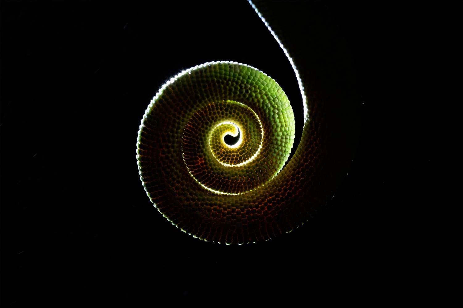 Tale of a Tail Tale of a Tail