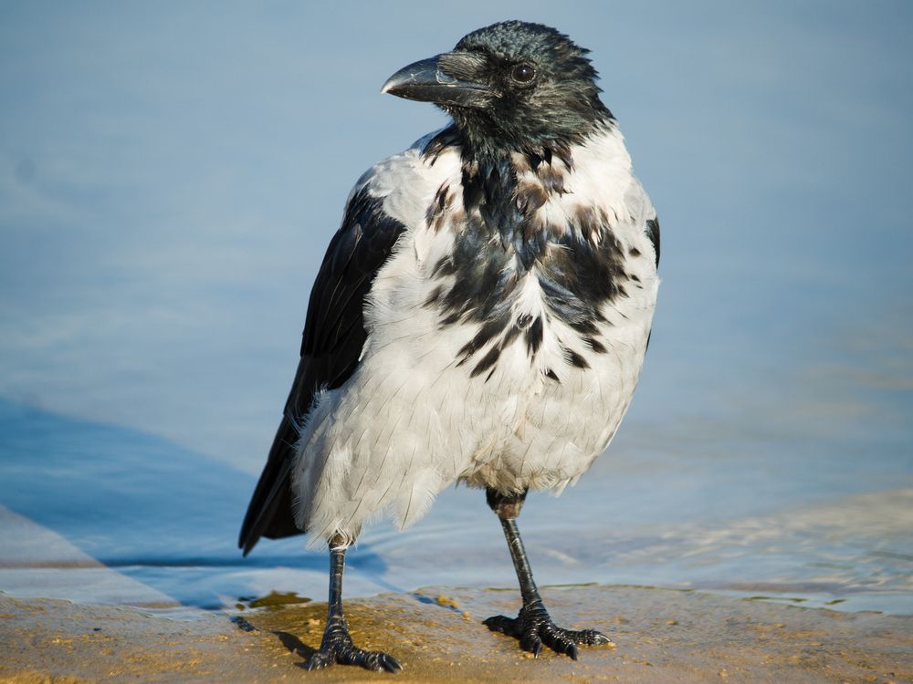 Фотография автора Надежда Надежда