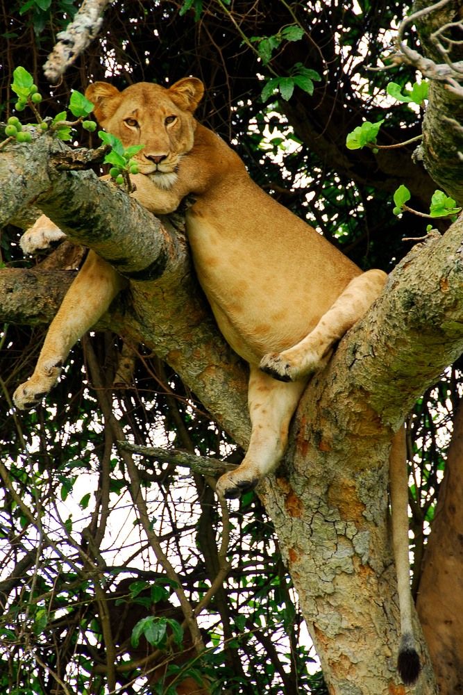 Tree climbing lion in Uganda