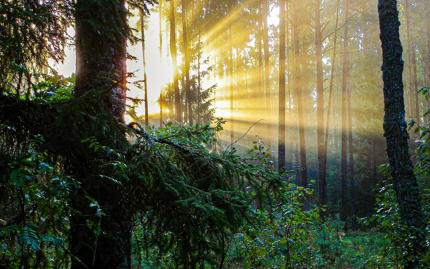 Photo #13157656