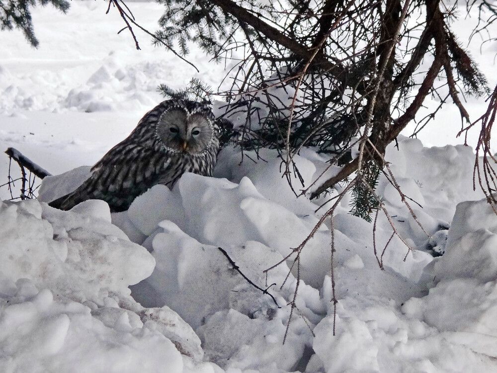 Photograph by Игорь Пшеничников