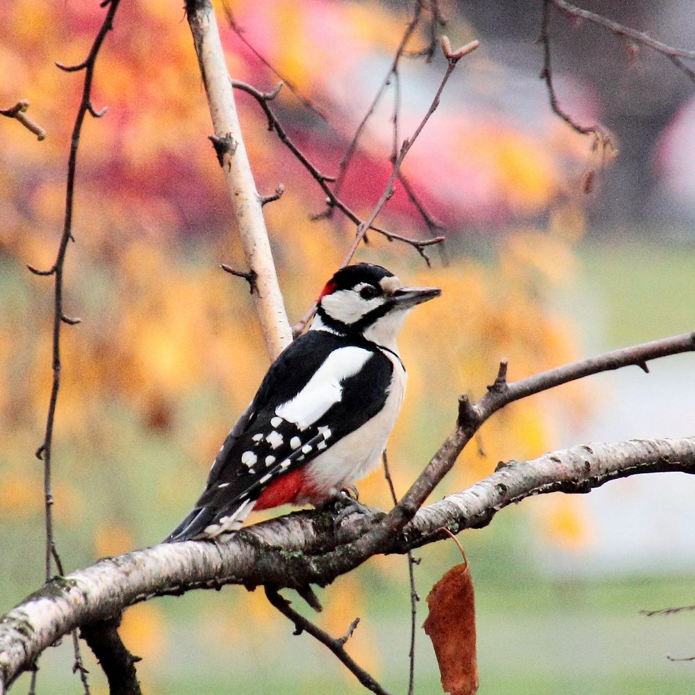 Дятел в городе