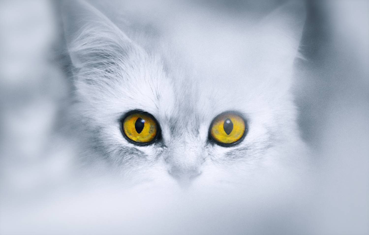 Жёлтые глаза Жёлтые глаза