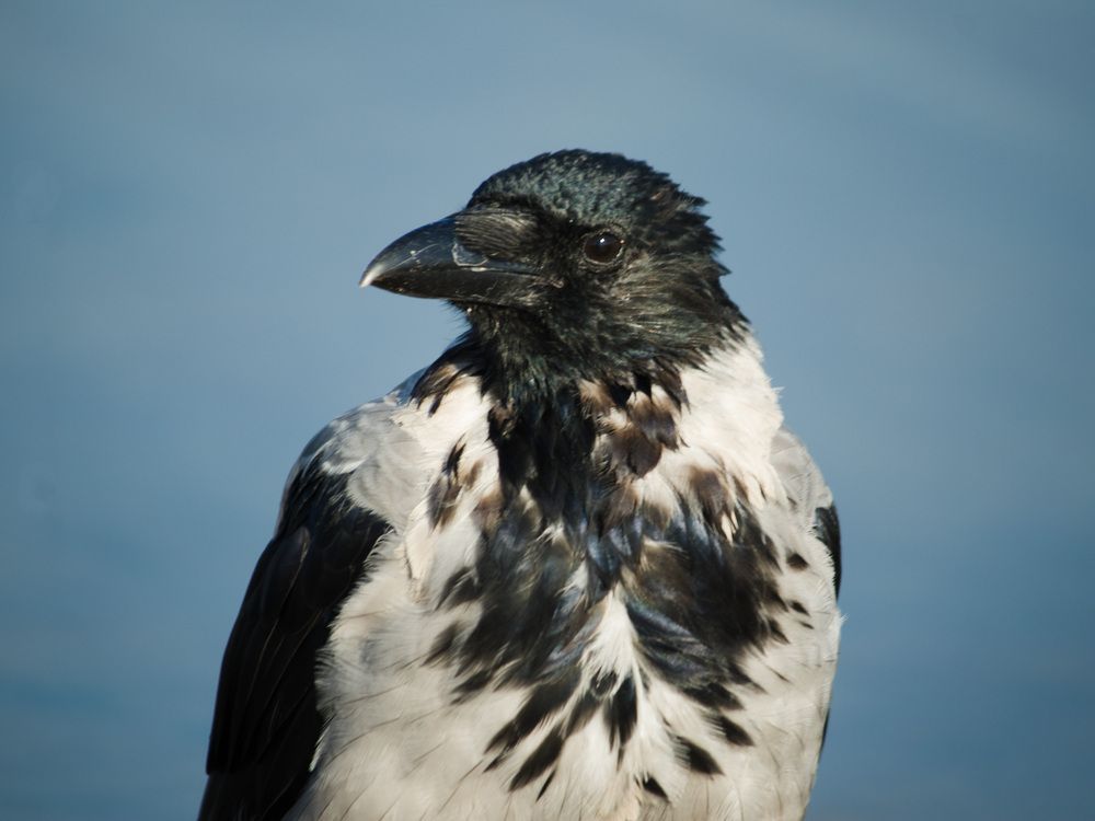 Фотография автора Надежда Надежда