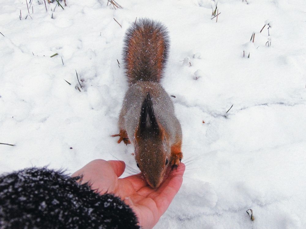 Угощение для белочки.