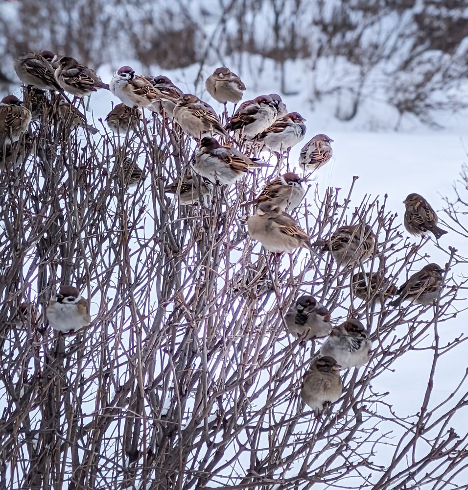 Photograph by Олега Тор