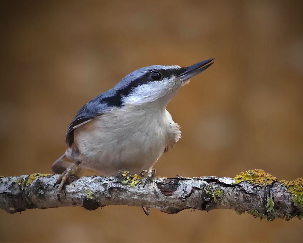 Photograph by Игорь Чеботарёв