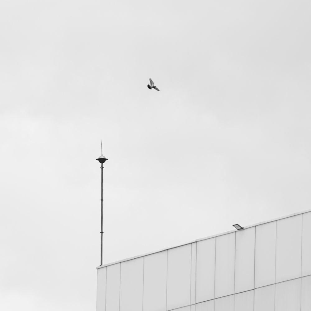 Фотография автора MOJDEH NOROUZI