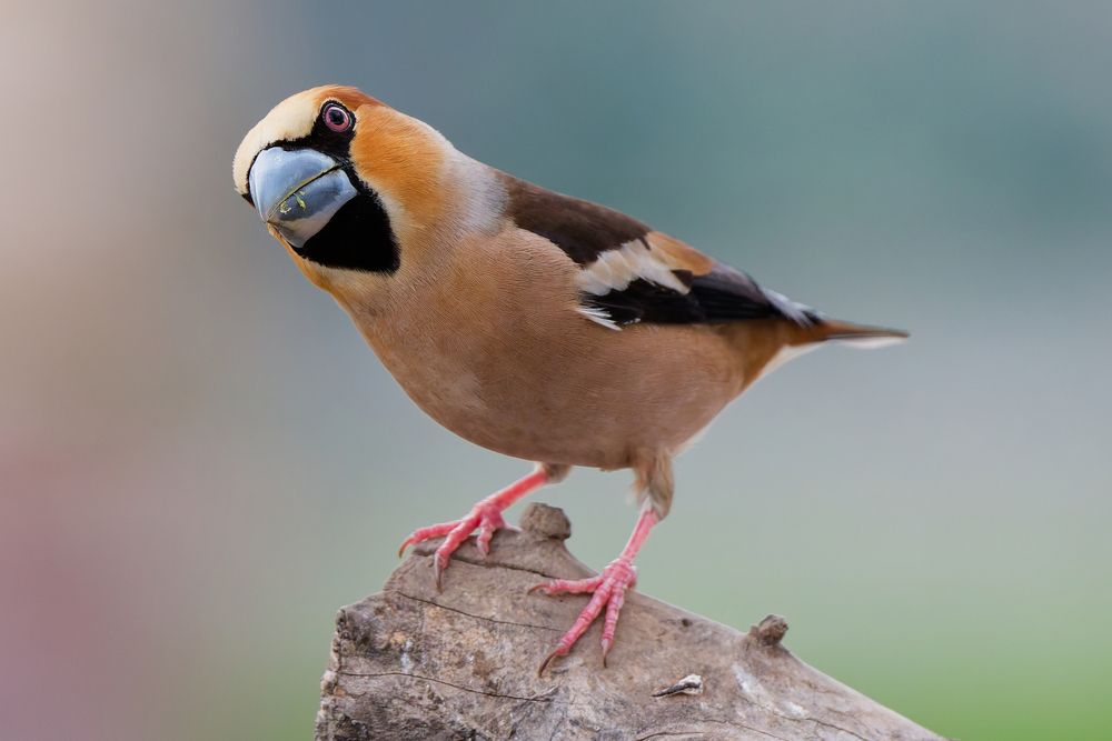 Photograph by Алексей Зенякин