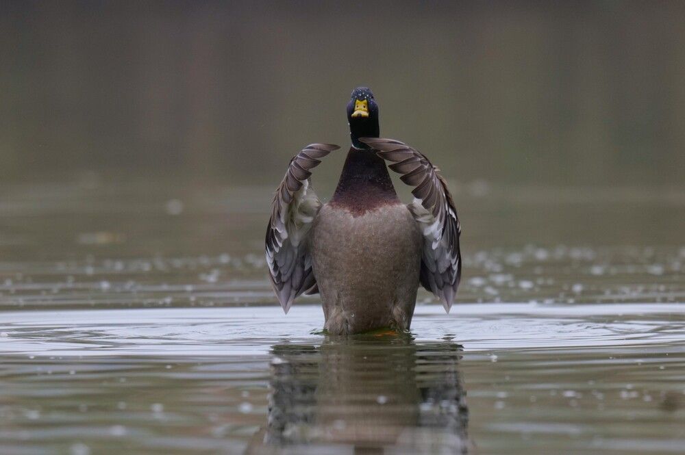 Photograph by Оксана Архипова