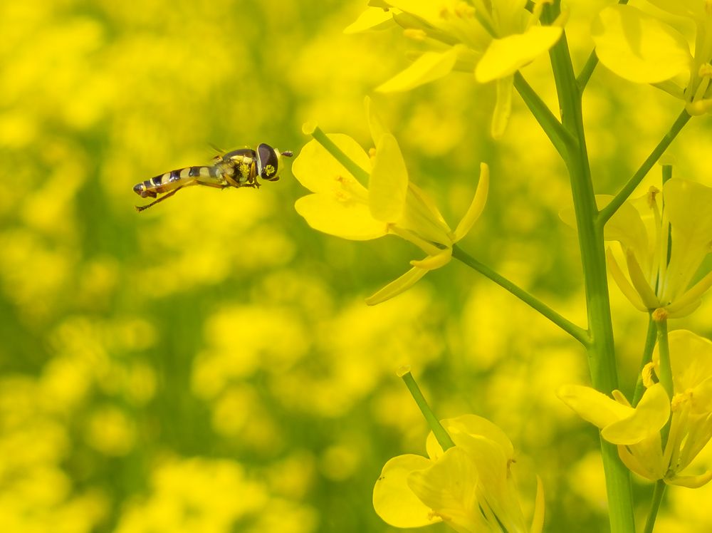 Photograph by Sumitava Chowdhury