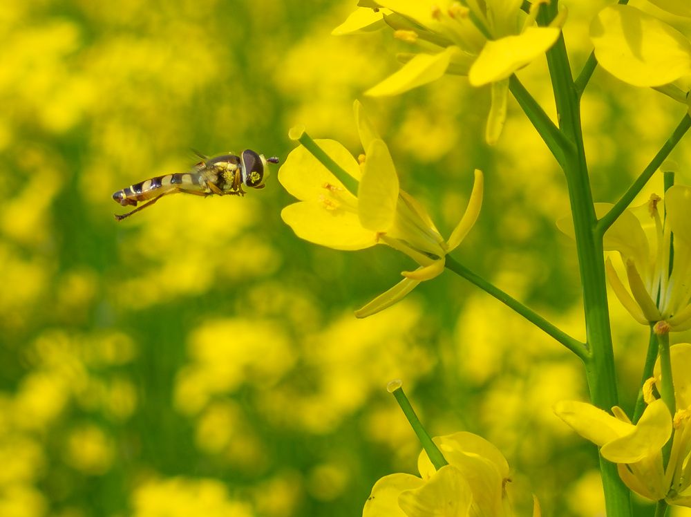 Photograph by Chowdhury Sumitava