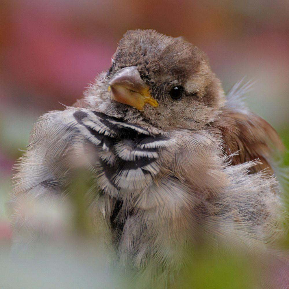 Photograph by Prometej