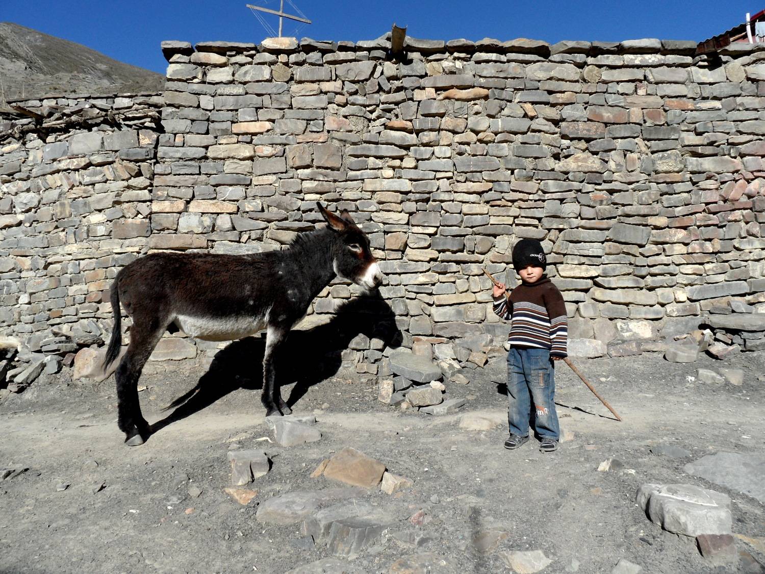 Утро юного пастуха.