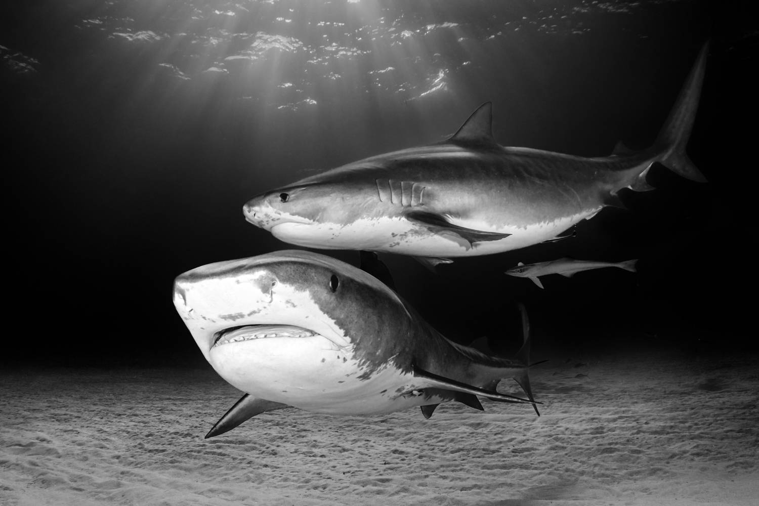 Фотография #13158747