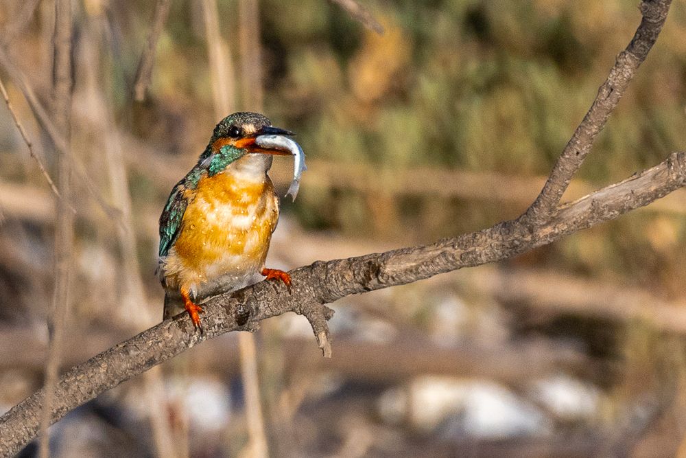 Photograph by Vincenzo Miconi