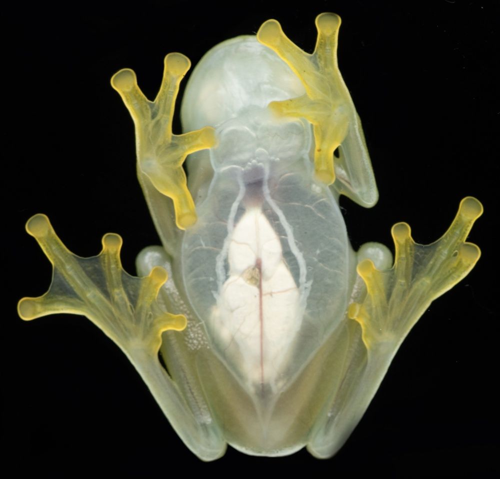 Фотография автора Eduardo Salvador Cabrera
