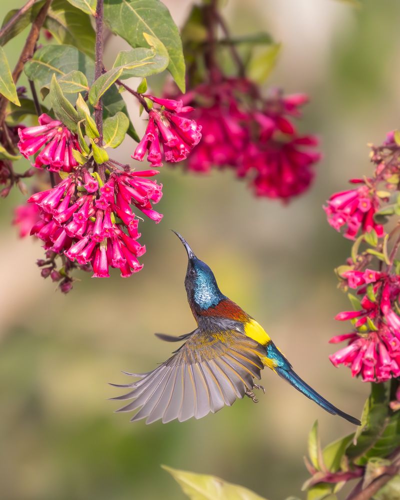 Photograph by SOUVIK KUNDU