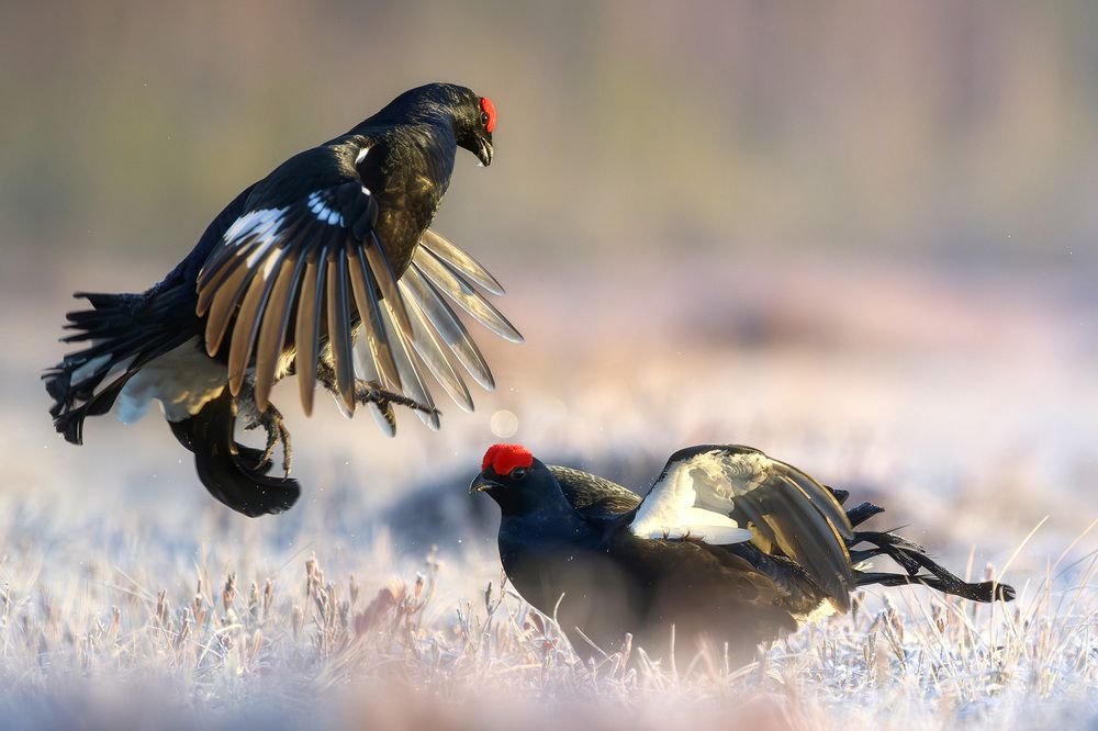 Photograph by Михаил Ездаков