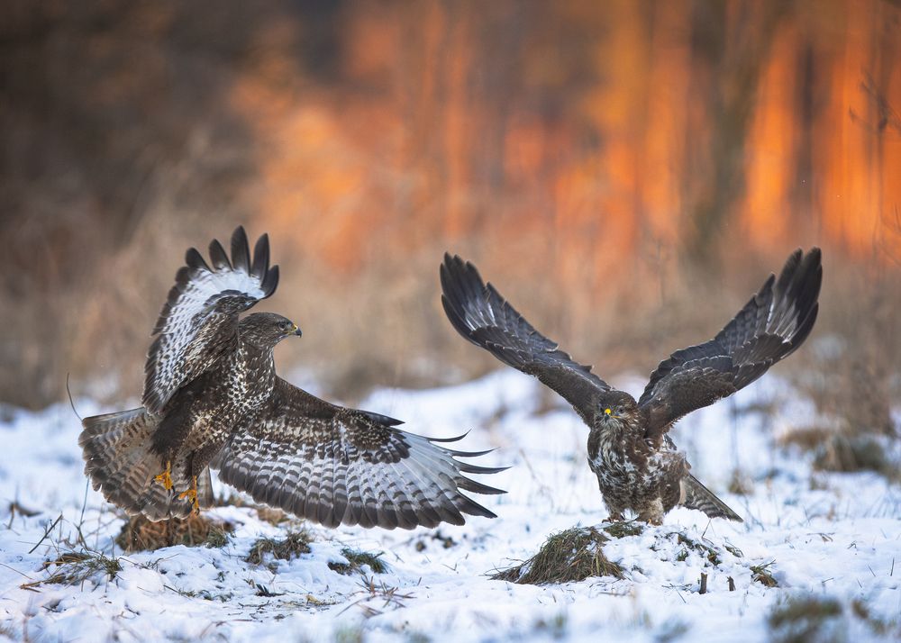 Photograph by Radosław Makowczyński