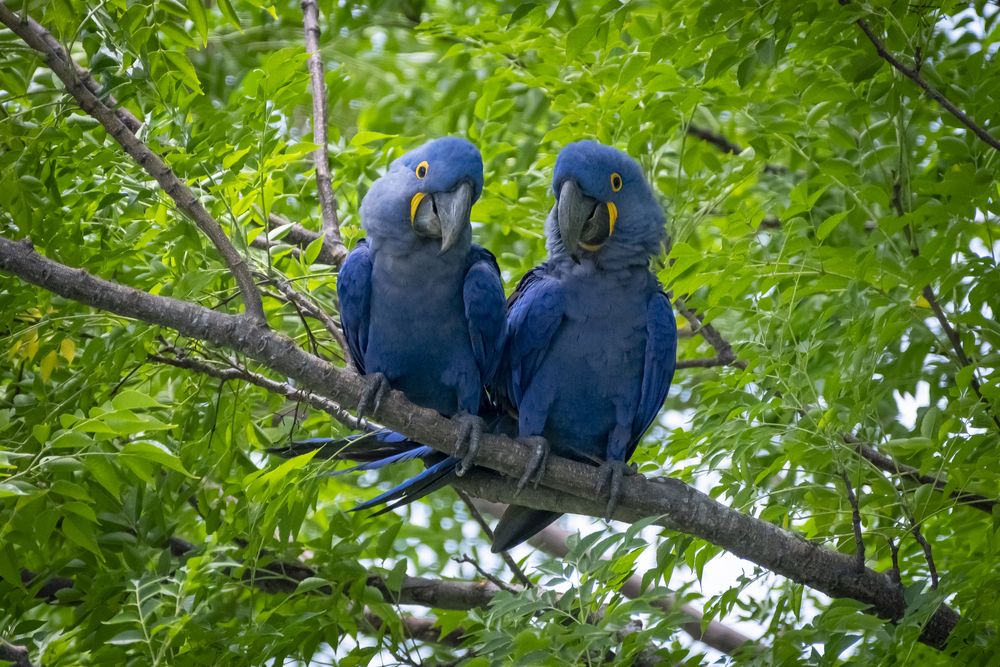 Blue macaws resting.