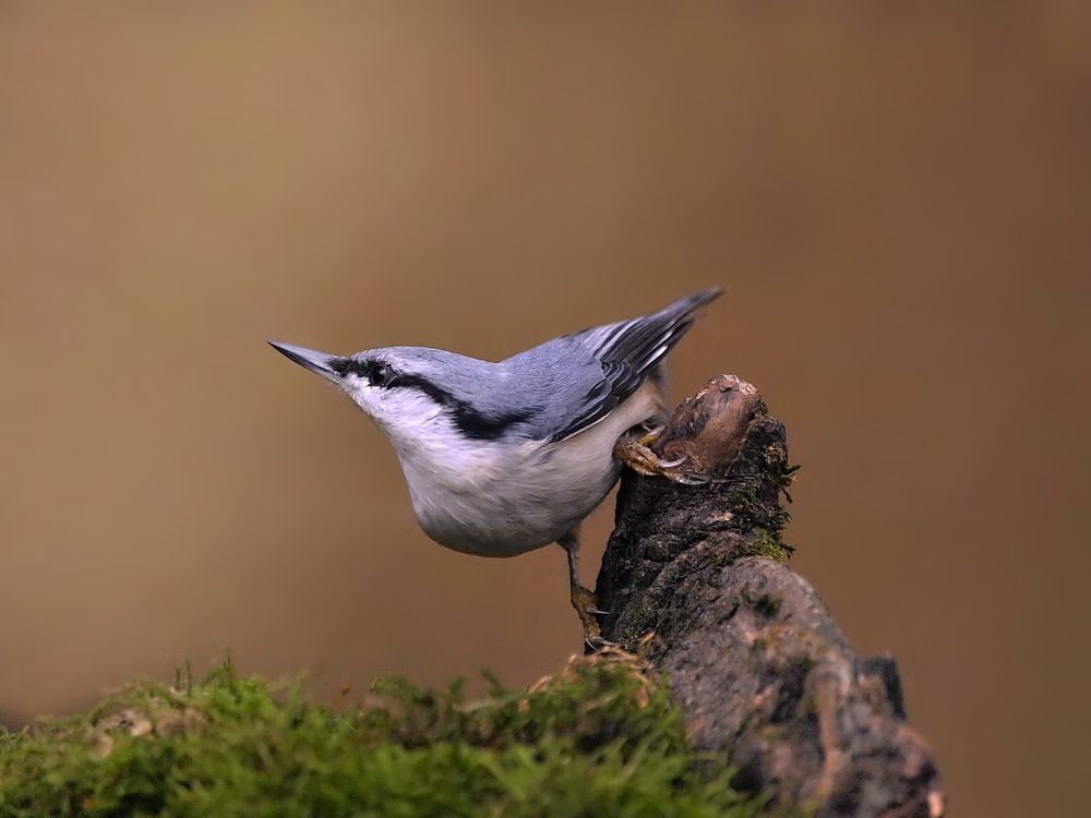 Photograph by Игорь Чеботарёв