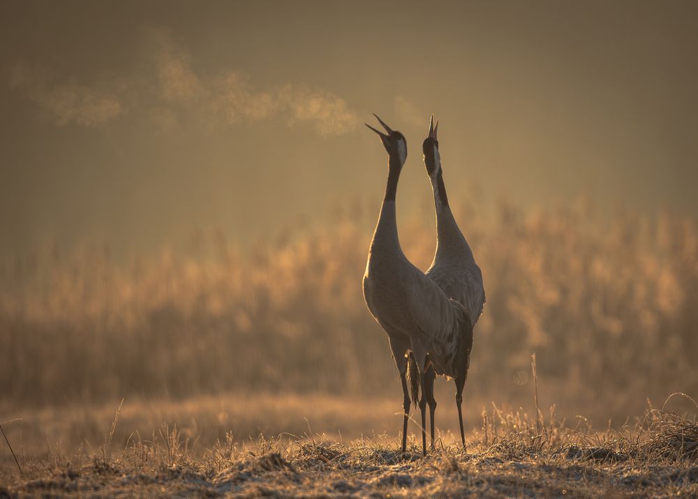 Photograph by Radosław Makowczyński