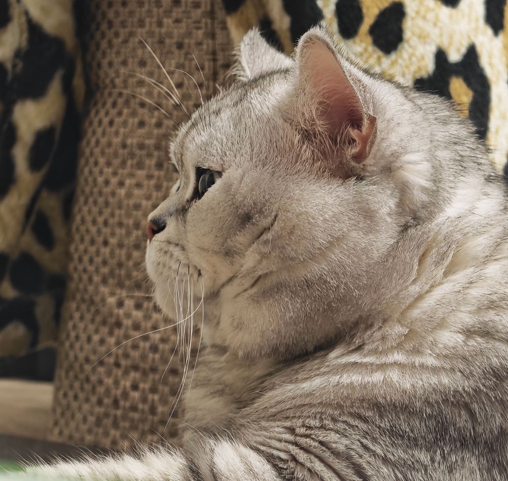 Котэ