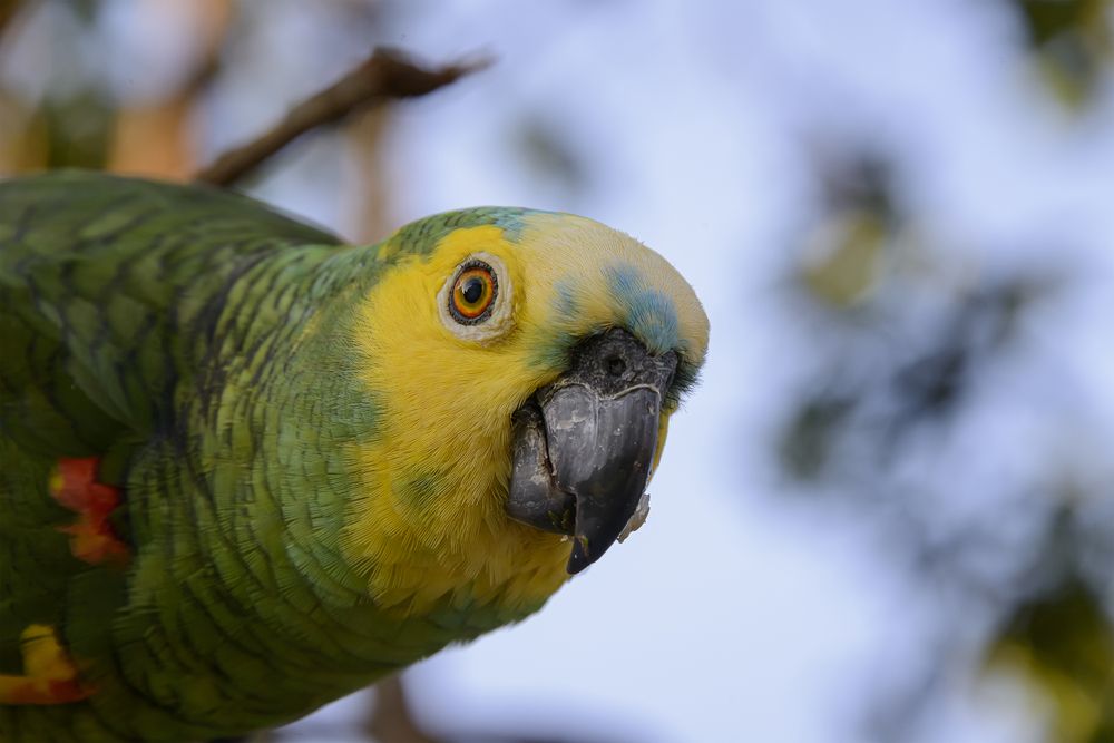A beautiful parrot.
