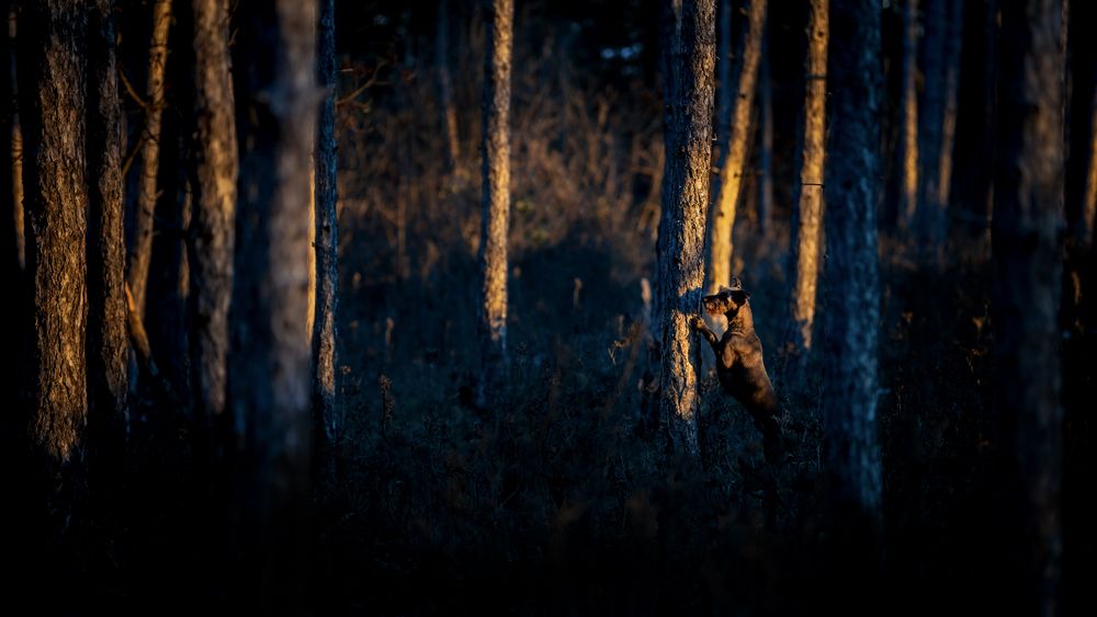 Photo #13159188