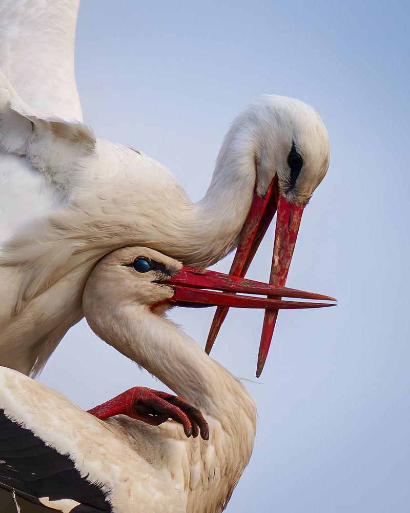 Photograph by Anton Borodin