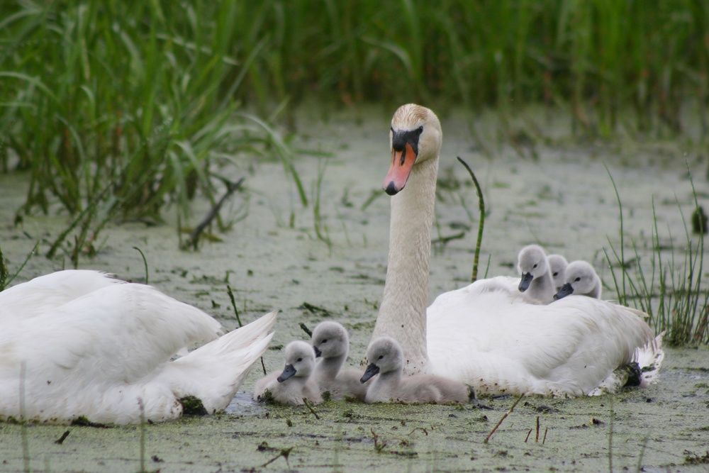 Photograph by Тамара Караваева