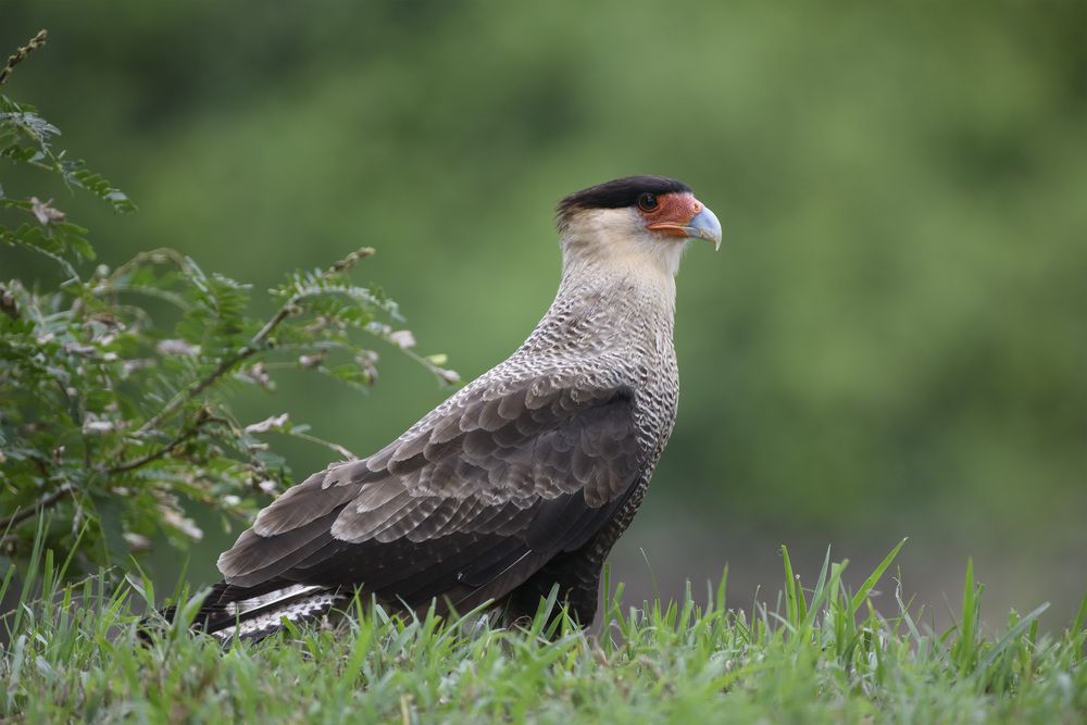 Wild bird searching.