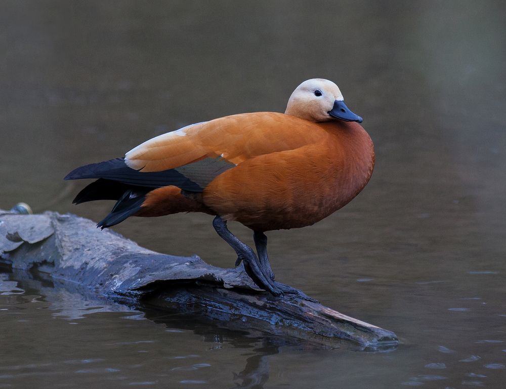 Фотография автора Сергей Щёголев
