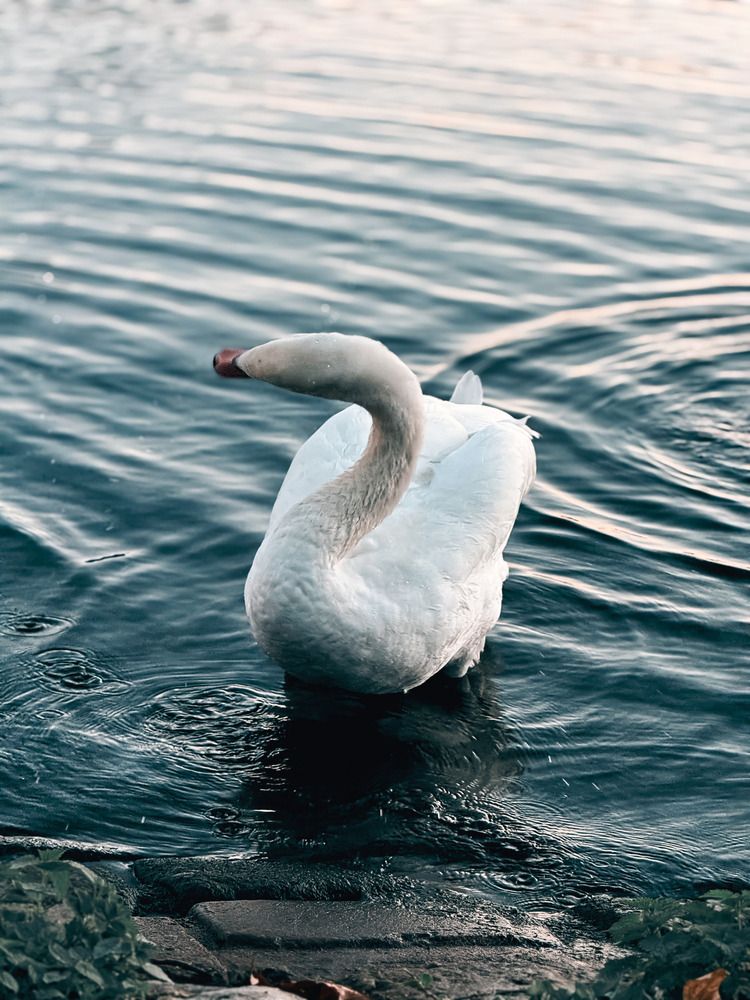 Photograph by Goutom Dey