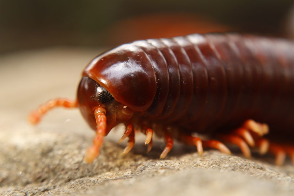 trigoniulus corallinus