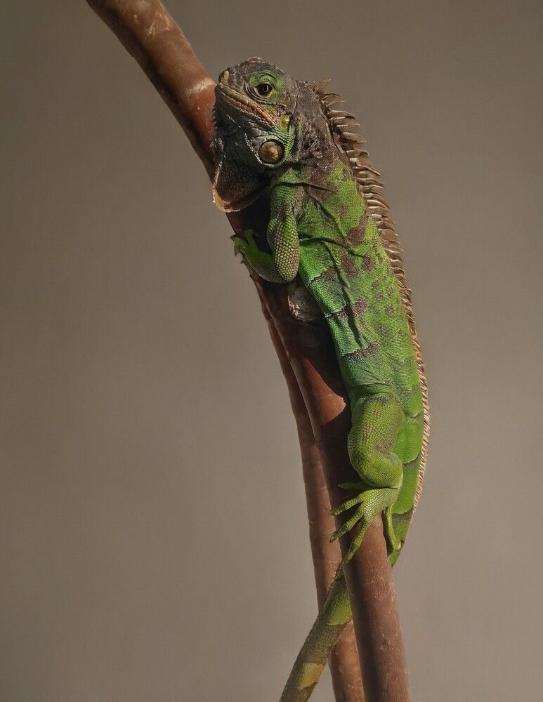 Unveiling the Secrets of America\\\'s Most Emblematic Reptile