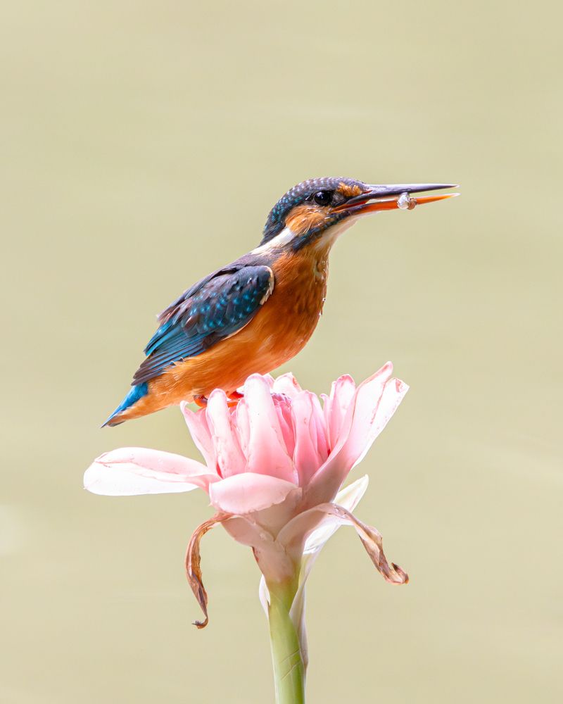 Фотография автора Ishaan Shrimali