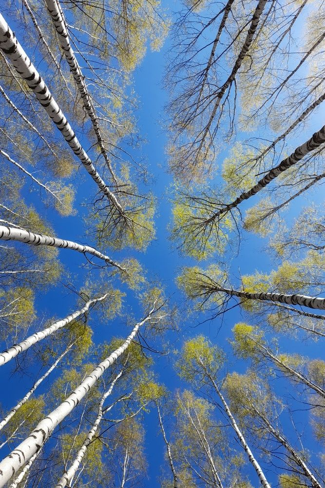 Фотография автора Тамара Караваева