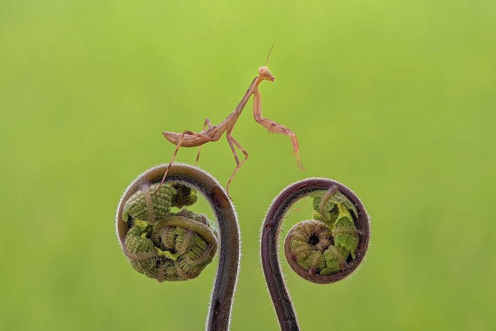 Tiny Hunter