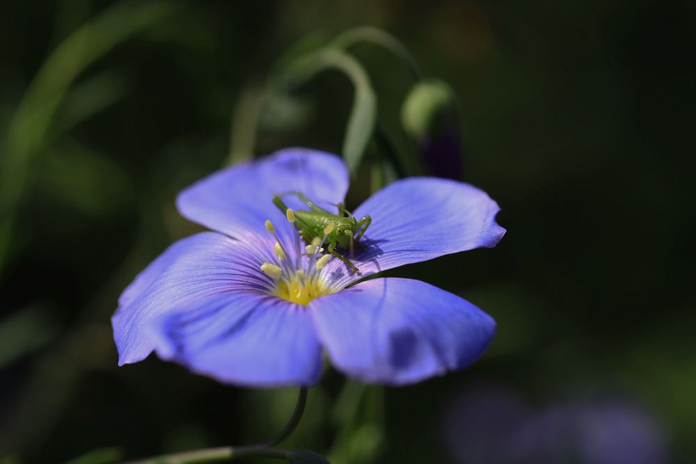 Кузнечик на льне.