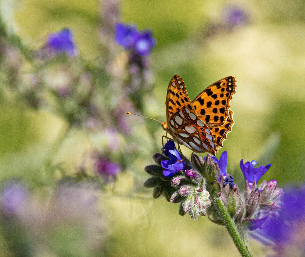 Photograph by Ico Mihaylov